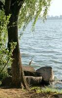 saule et le oiseau sur le côté de le lac. photo