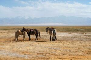 les chevaux sur le Naturel sol, avec montagnes derrière. photo