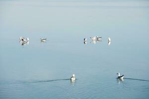 des oiseaux dans le nettoyer lac, Naturel paysage. photo