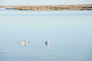 des oiseaux dans le nettoyer lac, Naturel paysage. photo