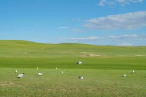 prairie et des oiseaux avec bleu ciel. photo dans bayinbuluke prairie dans xinjiang, Chine.