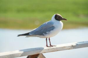 rivières et des oiseaux avec vaste prairie. photo