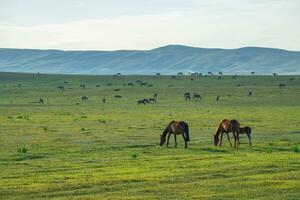 prairie et les chevaux dans le Soleil. photo