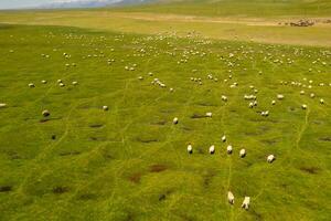 mouton sur le prairie avec bleu ciel. photo