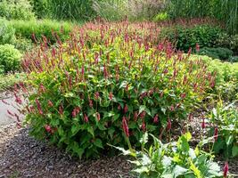 rouge bistorte, persicaria amplexicaulis, floraison dans une jardin photo