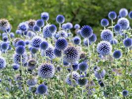 échinops globe chardon fleurs dans une jardin photo