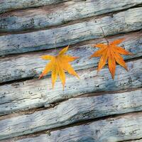 feuilles épars sur le en bois tableau, 3d le rendu. photo