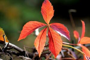 feuilles, nature, feuillage image photo