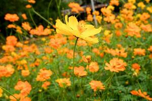Orange cosmos fleurs sont épanouissement dans le fleur champ. photo