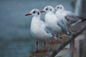 mouettes sur le balustrade dans le Port photo