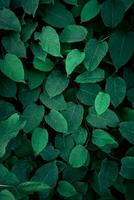 vert Japonais renouée plante feuilles dans printemps, vert Contexte photo