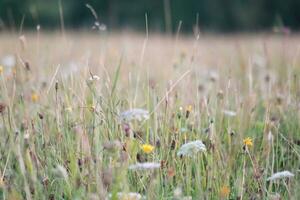 proche en haut image de plante et fleur photo