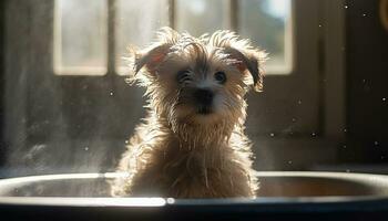 mignonne chiot séance dans baignoire, humide et à la recherche adorable généré par ai photo