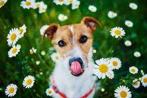 mignonne chien portrait sur été Prairie avec vert herbe photo