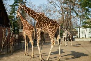 girafe couple dans wroclaw zoo photo