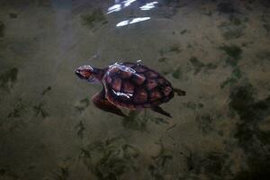 gros rouge tortues dans le l'eau. tortue ferme dans sri lanka. abri pour désactivée tortues. une endroit où elles ou ils traiter Marin animaux cette avoir souffert à le mains de braconniers photo