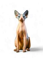 animal sphynx chat sur blanc Contexte photo