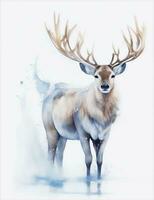 cerf aquarelle sur blanc Contexte illustration photo