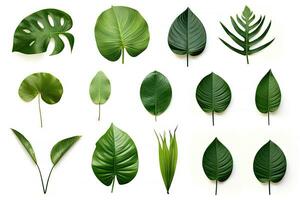 Naturel de tropical vert feuilles de feuille isolé sur blanc arrière-plan, varie différent de plante botanique, avec génératif ai. photo
