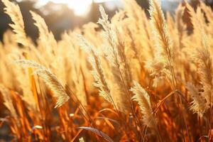 fermer de grand herbes se prélasser dans le Soleil photo