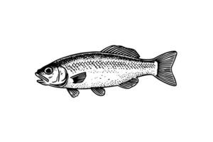 gardon main tiré gravure poisson isolé sur blanc Contexte. vecteur esquisser illustration. photo