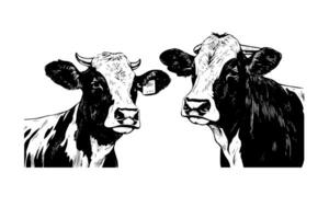 deux alpin vache vecteur main tiré gravure style illustration photo
