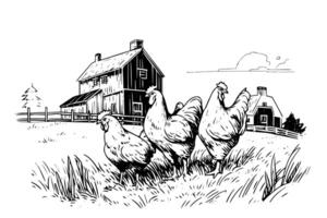 poulets dans ferme esquisser. rural paysage dans ancien gravure style vecteur illustration. photo