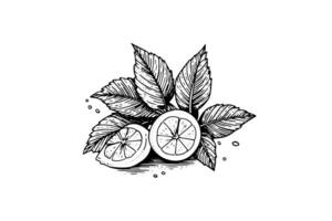 citrons et menthe main tiré vecteur illustration. entier fruit, tranché pièce et feuilles dessin. photo