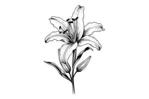 monochrome noir et blanc bouquet lis isolé sur blanc Contexte. dessiné à la main vecteur illustration. photo