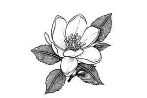 main tiré magnolia fleur encre esquisser. gravure style vecteur illustration. photo