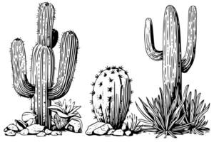 ensemble de cactus dans gravure style vecteur illustration.cactus main tiré esquisser imitation. photo