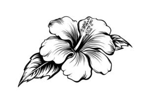 hibiscus fleurs dans une ancien gravure sur bois gravé gravure style. vecteur illustration. photo