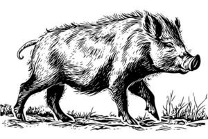 sanglier ou sauvage porc dessin encre esquisser, ancien gravé style vecteur illustration. photo