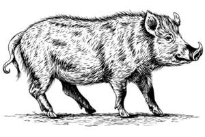 sanglier ou sauvage porc dessin encre esquisser, ancien gravé style vecteur illustration. photo