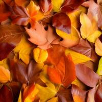 l'automne orange, feuilles tomber Aléatoire arrière-plan, feuille abstrait élément Extérieur photo