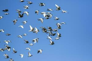 Troupeau d'oiseau pigeon de course de vitesse volant contre un ciel bleu clair photo