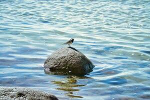 oiseau sur une pierre de le baltique mer. sauvage animal sur le côte. paysage coup photo