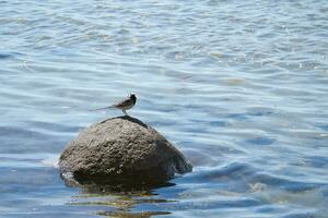 oiseau sur une pierre de le baltique mer. sauvage animal sur le côte. paysage coup photo