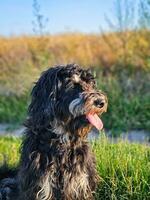 goldendoodle chien séance sur le prairie. noir griffonnage avec fantôme dessin. photo