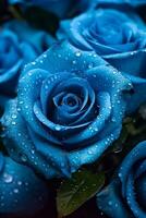 une captivant afficher de magnifique bleu Rose fleurs - ai généré photo
