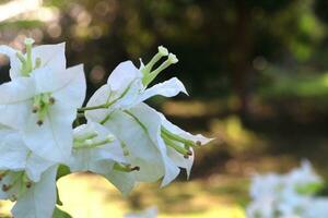 proche en haut, photo de magnifique fleur, Naturel