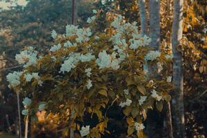 proche en haut, photo de magnifique fleur, Naturel