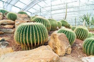 beau cactus dans le jardin du jardin botanique de la reine sirikit à chiang mai, thaïlande