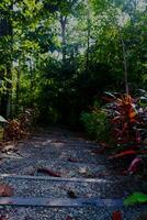 paysage, nature, route parmi le des arbres photo