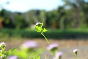 fermer photo de les plantes