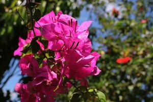 proche en haut, photo de magnifique fleur, Naturel