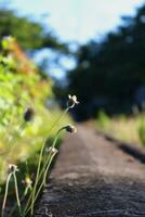 fermer photo de les plantes