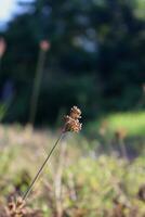 fermer photo de les plantes