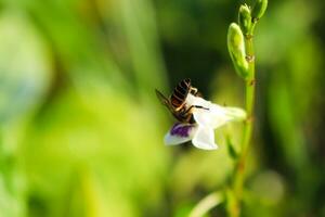 proche en haut, photo de les abeilles et fleurs