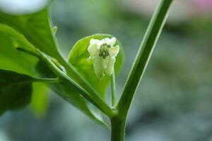 proche en haut, fleur photo